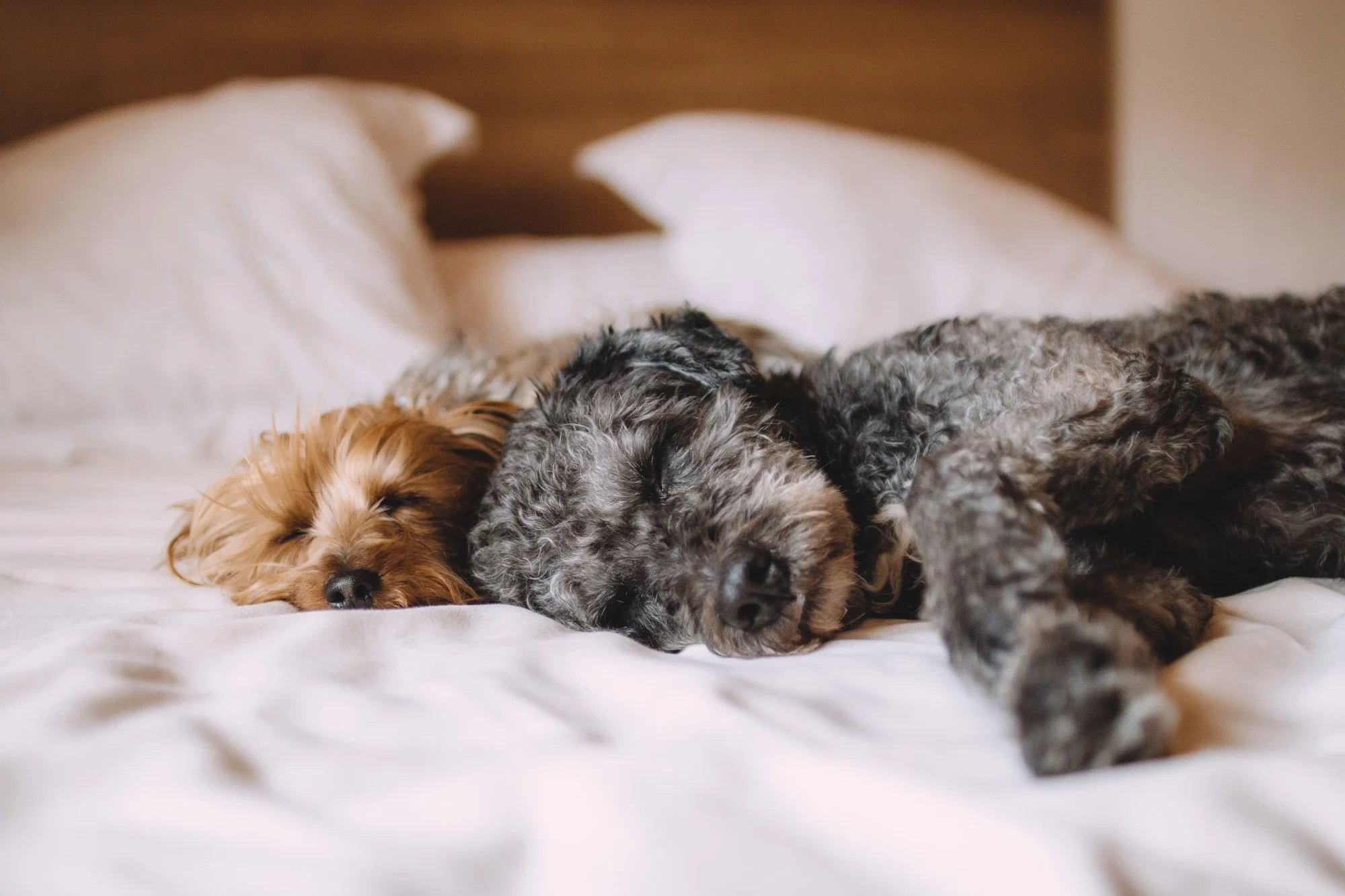Benefits of Allowing Tenants With Pets to Rent Your Property